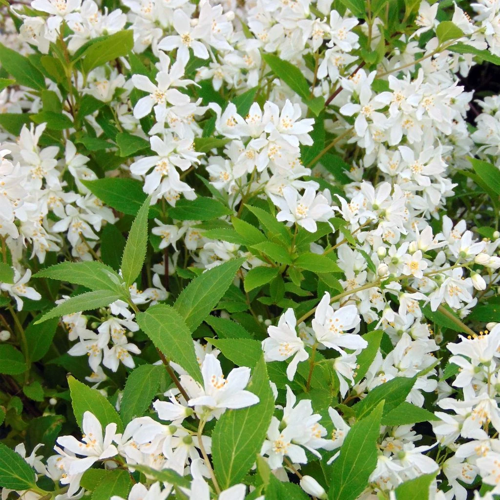 Deutzia Yuki Snowflake - Deutzie 1 Deutzia Yuki Snowflake - Deutzie