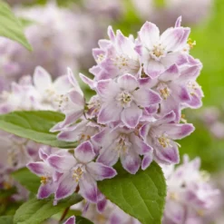 Deutzia Hybride Raspberry Sundae - Deutzie
