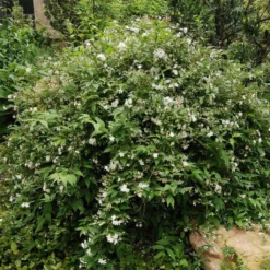 Deutzia Rosea Campanulata