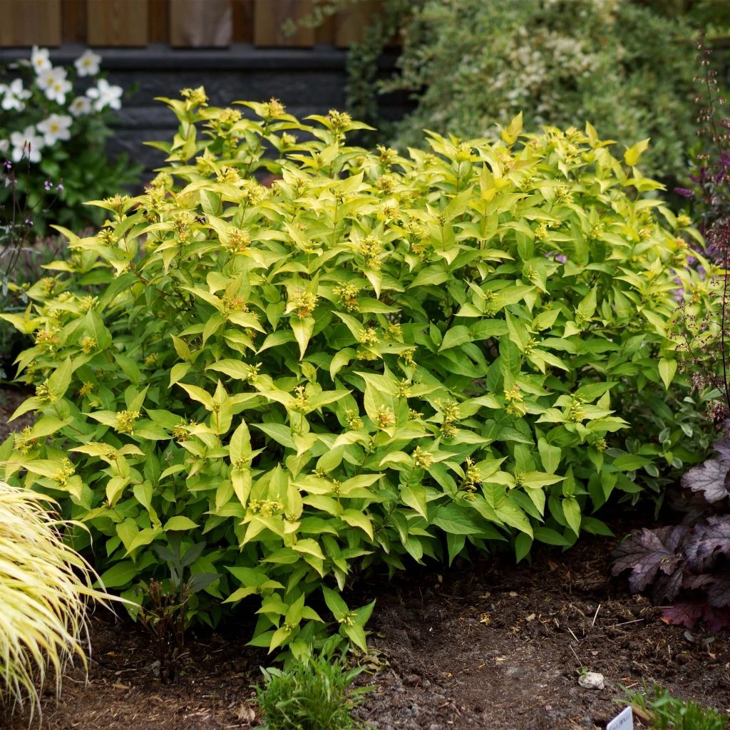 Diervilla Rivularis Honeybee 1 Diervilla Rivularis Honeybee