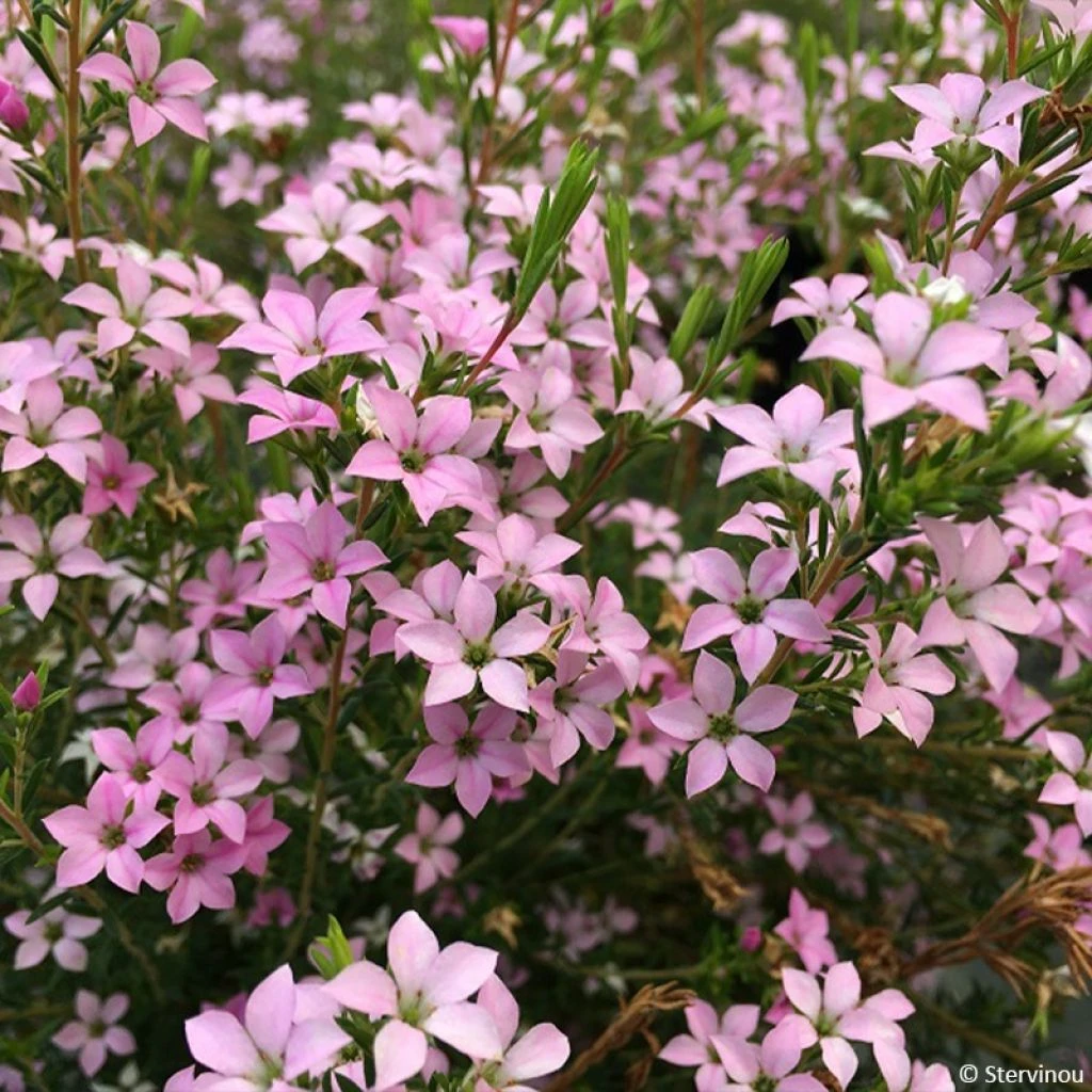 Diosma Pink Diamond 1 Diosma Pink Diamond