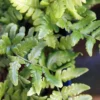 Dryopteris Championii - Fougère Persistante