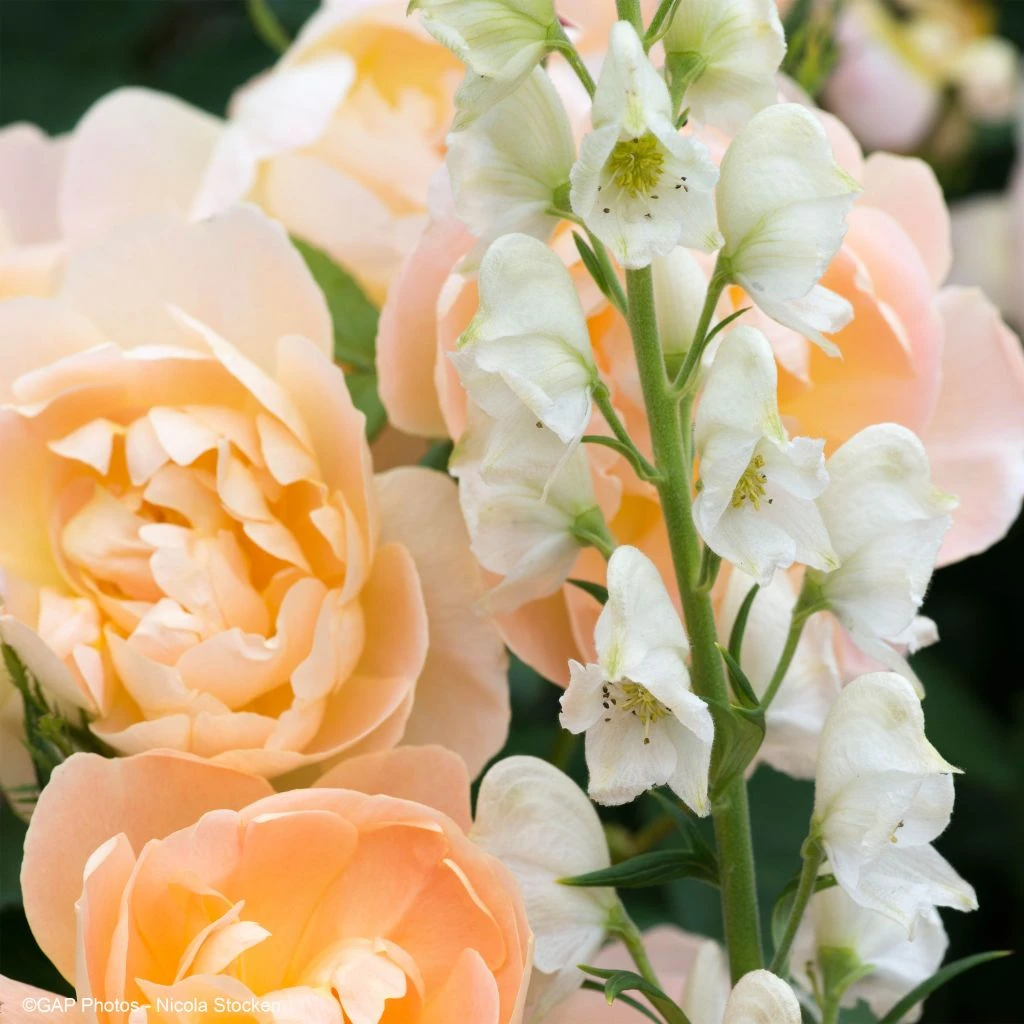 Duo Fraicheur - Duo De Rosier Et D'Aconites 1 Duo Fraicheur - Duo De Rosier Et D'Aconites