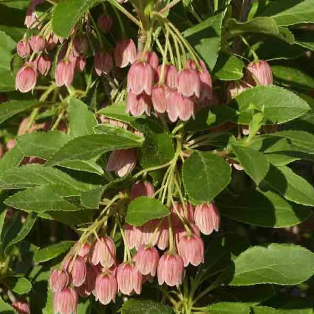 Enkianthus Campanulatus Var. Palibinii 1 Enkianthus Campanulatus Var. Palibinii
