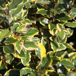 Elaeagnus X Ebbingei Viveleg - Chalef