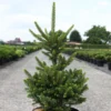 Picea Abies Will's Zwerg - Épicéa Commun