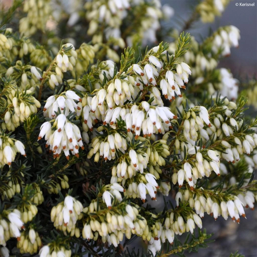 Bruyère Des Neiges - Erica Carnea Isabell 1 Bruyère Des Neiges - Erica Carnea Isabell