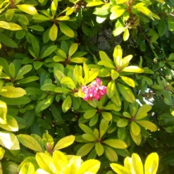 Escallonia Laevis Gold Ellen