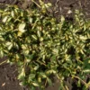 Euonymus Fortunei Sunspot - Fusain Persistant