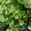 Euonymus Japonicus - Fusain Du Japon