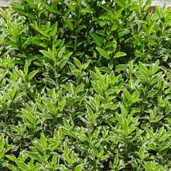 Euonymus Japonicus Microphyllus - Fusain Du Japon