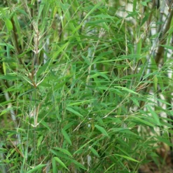 Fargesia Taibashan 2 - Bambou Non Traçant