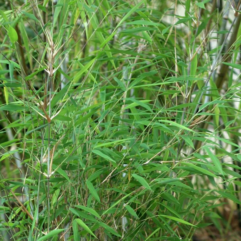 Fargesia Taibashan 2 - Bambou Non Traçant 1 Fargesia Taibashan 2 - Bambou Non Traçant