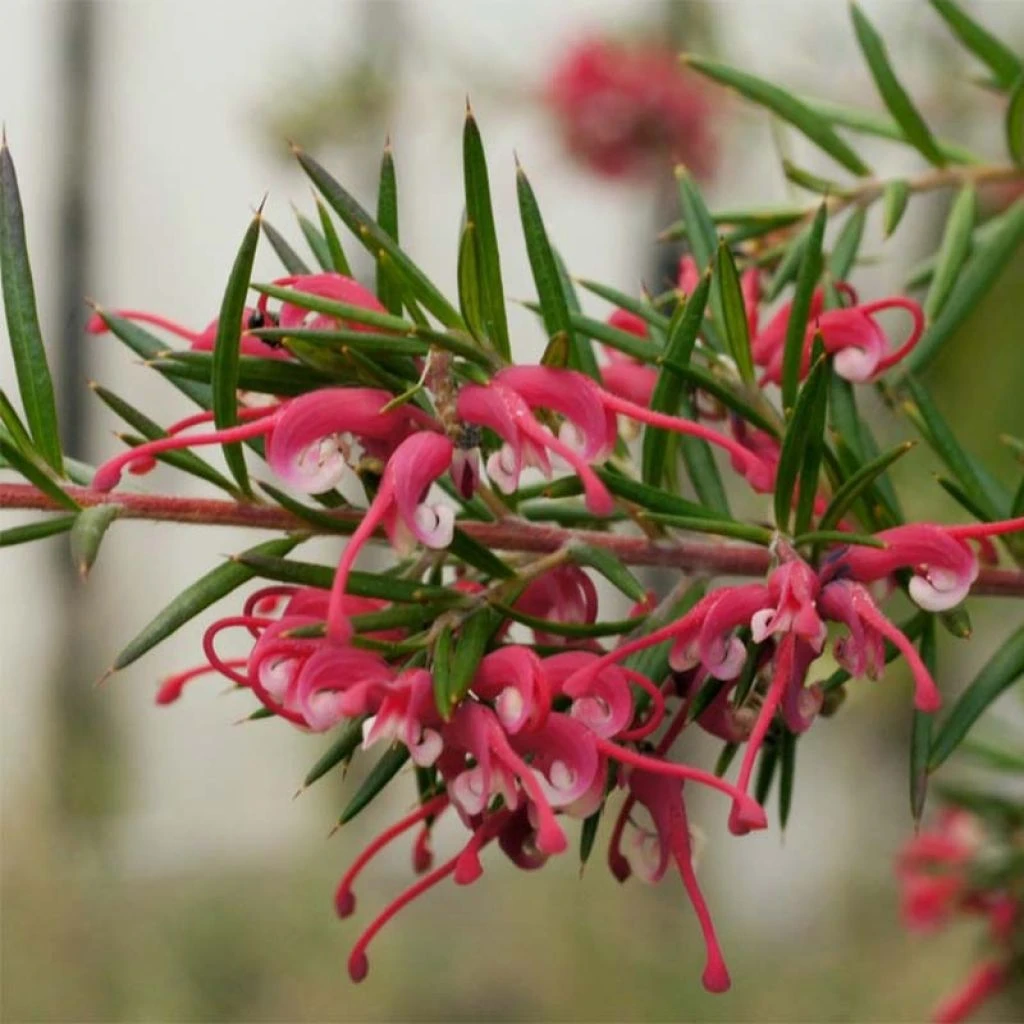 Grevillea Gracilis Clearview David 1 Grevillea Gracilis Clearview David