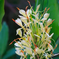 Hedychium Dixter (Tresco) - Longose - Gingembre D'ornement