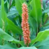 Hedychium Densiflorum Assam Orange - Gingembre D'ornement