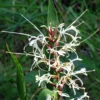 Hedychium Villosum Var. Tenuiflorum - Gingembre D'ornement