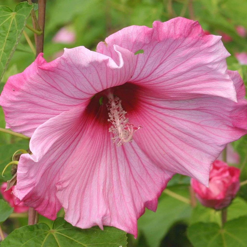 Hibiscus Moscheutos Sweet Caroline - Hibiscus Des Marais 1 Hibiscus Moscheutos Sweet Caroline - Hibiscus Des Marais