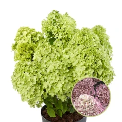 Hydrangea Paniculata Pandora - Hortensia Paniculé