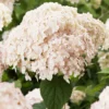 Hortensia Arborescens Candybelle Marshmallow