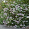 Hortensia - Hydrangea Aspera Bellevue