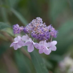 Hortensia - Hydrangea Involucrata