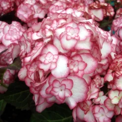 Hortensia - Hydrangea Macrophylla Miss Saori