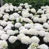 Hortensia - Hydrangea Macrophylla Choco Pur