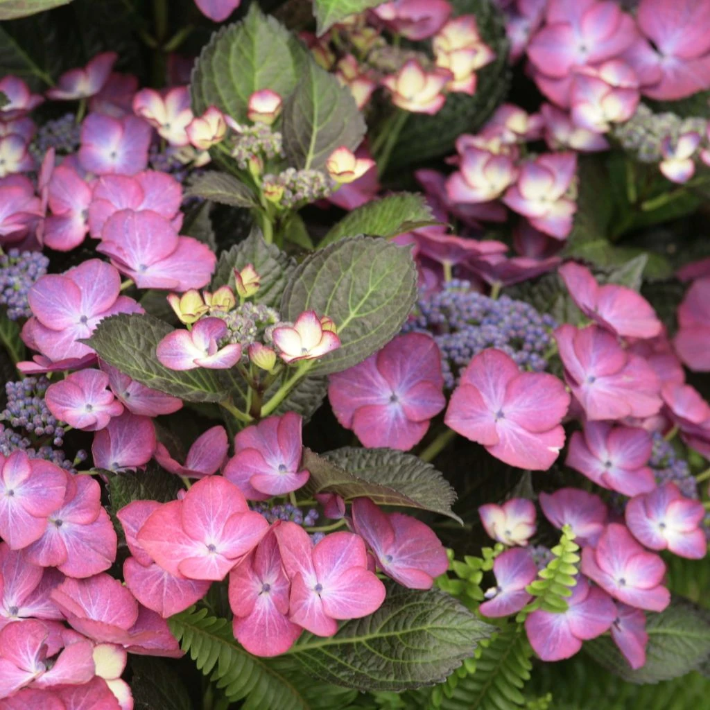 Hortensia - Hydrangea Macrophylla Dark Angel Purple (Black Diamonds) 1 Hortensia - Hydrangea Macrophylla Dark Angel Purple (Black Diamonds)
