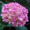 Hortensia - Hydrangea Macrophylla La Marne