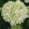Hortensia - Hydrangea Macrophylla Sœur Thérèse