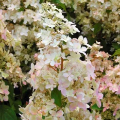 Hydrangea Paniculata Confetti - Hortensia Paniculé