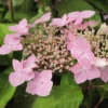 Hortensia - Hydrangea Serrata Graciosa