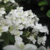 Hortensia - Hydrangea Serrata Hakucho