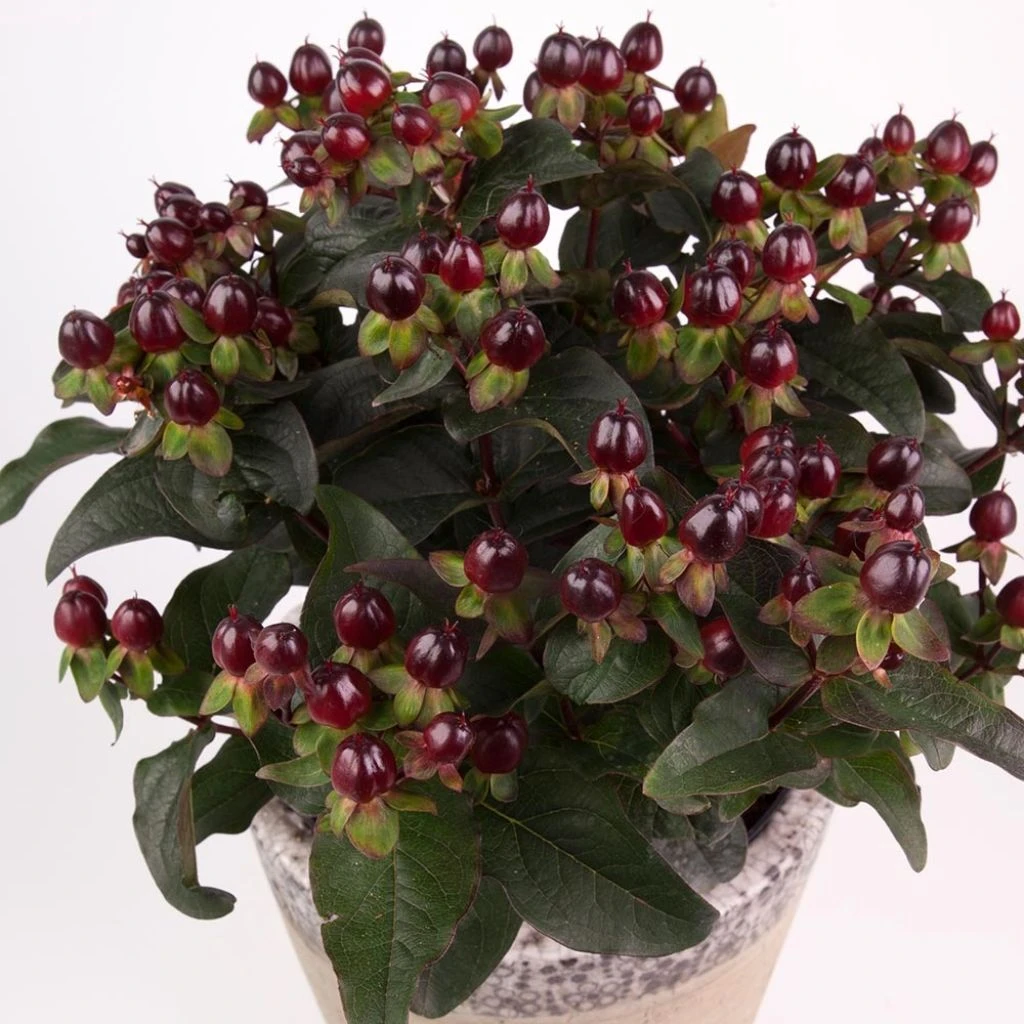 Millepertuis Miracle Night - Hypericum 1 Millepertuis Miracle Night - Hypericum