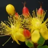 Hypericum Inodorum Magical Red Flame - Millepertuis