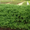 Juniperus Sabina Tamariscifolia - Genévrier Sabine
