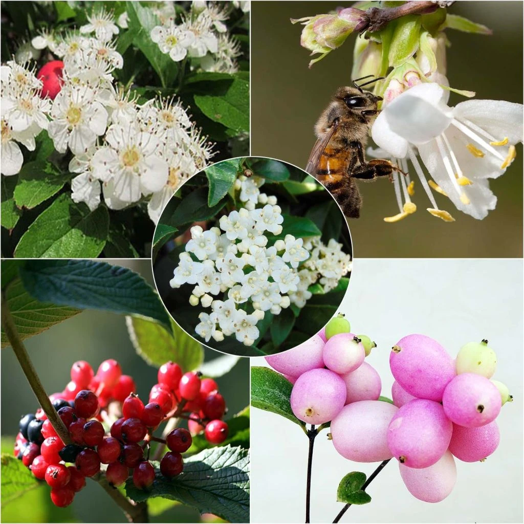 Kit 5 M Haie écologique Pour Petits Jardins 1 Kit 5 M Haie écologique Pour Petits Jardins