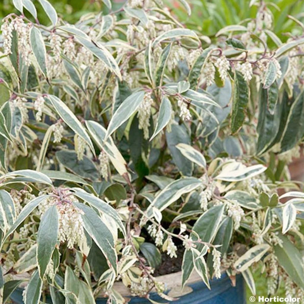 Leucothoe Fontanesiana Whitewater 1 Leucothoe Fontanesiana Whitewater