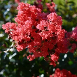 Lagerstroemia Indica Double Feature - Lilas Des Indes