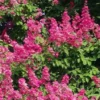 Lagerstroemia Indica Rose Fuchsia - Lilas Des Indes