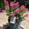 Lagerstroemia Indica Terrasse Rose - Lilas Des Indes