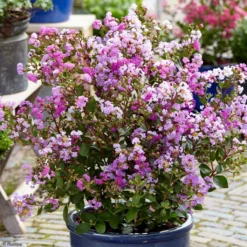 Lagerstroemia Indica With Love Eternal - Lilas Des Indes