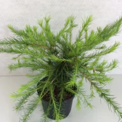 Larix Laricina Arethusa Bog - Mélèze D'Amérique Demi-nain