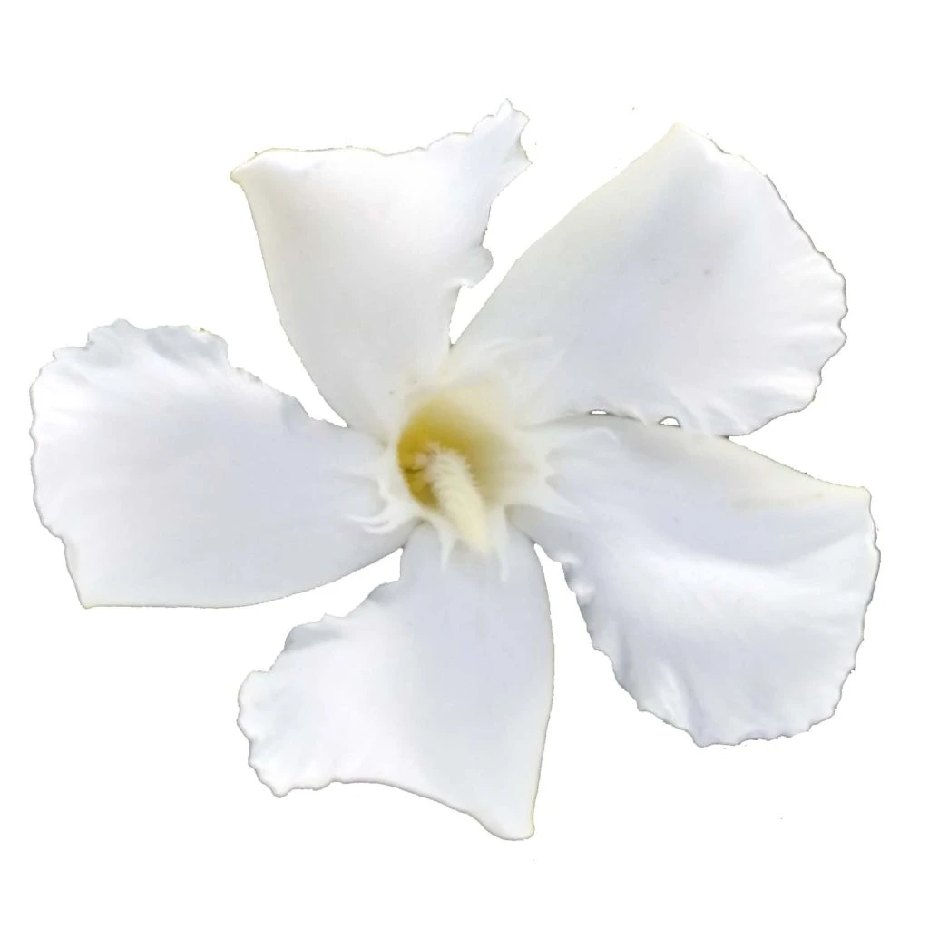 Laurier Rose Soeur Agnes - Nerium Oleander 1 Laurier Rose Soeur Agnes - Nerium Oleander