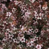 Leptospermum Nanum Tui - Arbre à Thé
