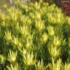 Leucadendron Inca Gold