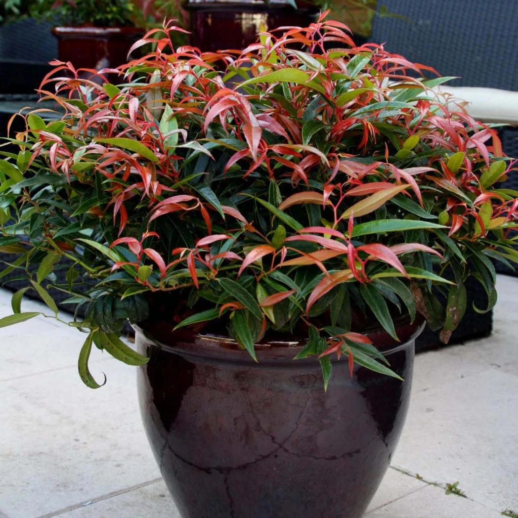 Leucothoe Keiskei Burning Love 1 Leucothoe Keiskei Burning Love