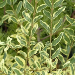 Ligustrum Ibota Musli - Troène