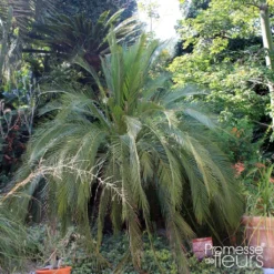 Macrozamia Moorei - Cycas De Moore
